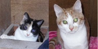 Topsy and Simon from Whinnybank Cat Sanctuary, Newburgh, homed through Cat Chat