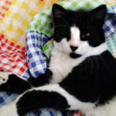 Wonky from Little Cottage Rescue, Luton, homed through Cat Chat