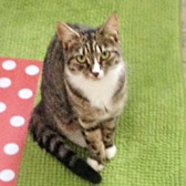 Cat Magic from National Animal Welfare Trust, homed through Cat Chat