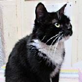 Cissie Lucy from Ann & Bill's Cat & Kitten Rescue, Hornchurch, homed through Cat Chat