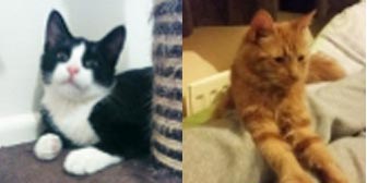 Harry, Bella and more, from Ravens Rescue, Dudley, homed through Cat Chat