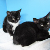 Zona & Zola from Ann & Bill's Cat & Kitten Rescue, Hornchurch, homed through Cat Chat