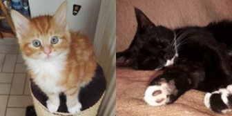 Lenny, Vixen & Sophie, from Cats In Need, Nuneaton & Hinckley, homed through Cat Chat