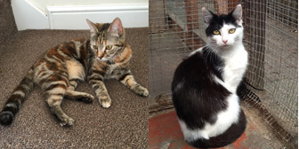 Purdey, Erica and more, from Grendon Cat Shelter, Atherstone, homed through Cat Chat