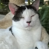 Thomas from Burton-Upon-Stather Cat Rescue, Scunthorpe, homed through Cat Chat