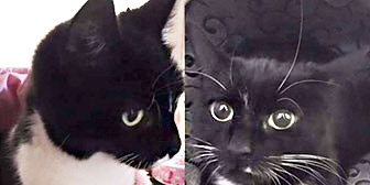 Guinness & Sox, Erica and more, from Rugeley Cats Society, Rugeley, homed through Cat Chat