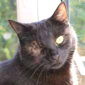  Star from Cat Action Trust 1977 - Doncaster South, Doncaster, homed through Cat Chat