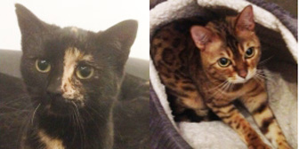 Emily & Lola, from Cats in Need, Hinckley, homed through Cat Chat