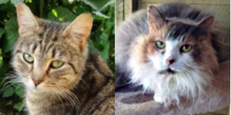 Gabby, Amy & Peanut, from Maesteg Animal Welfare Society, Bridgend, homed through Cat Chat