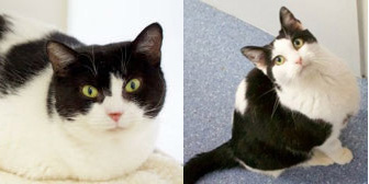 Mischa & Carmel, from Mitzi's Kitty Corner, Totnes, homed through Cat Chat