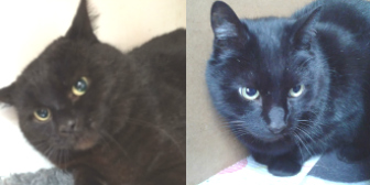 Carson & Barnaby from Kirkby Cats Home, Nottingham, homed through Cat Chat