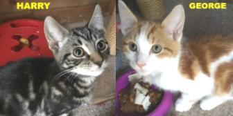 George & Harry from Burton Joyce Cat Welface, Nottingham, homed through Cat Chat