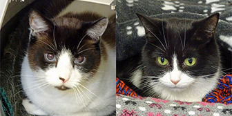 Lucky & Daisy from National Animal welfare Trust, Clacton, homed through Cat Chat