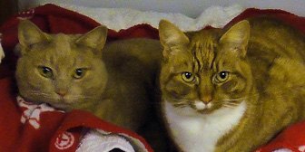 James & Robin, from National Animal Welfare Trust, Thurrock, homed through Cat Chat