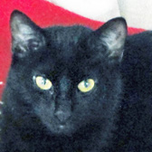 Jane, from National Animal Welfare Trust, Thurrock, homed through Cat Chat