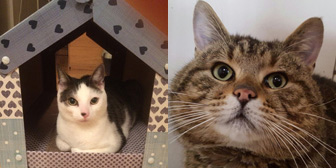 Jerry & Orlando, from Cat and Kitten Rescue, Watford, homed through Cat Chat