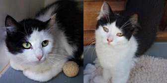 Maisie & Jake, from Cat Action Trust 1977, Kilmarnock, homed through Cat Chat