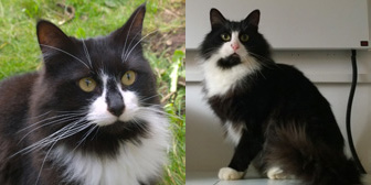 Cleo and Theo, from Twilight Cats Senior Cat Rescue, Evesham, homed through Cat Chat