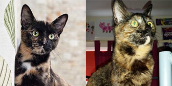  Ginger & Rosie from Consett Cats, rehomed through CatChat