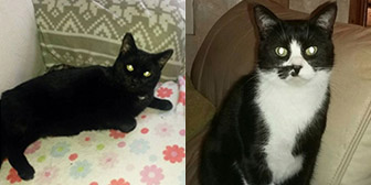 Billy & Smudge, from Cat Action Trust 1977, Leeds, homed through Cat Chat