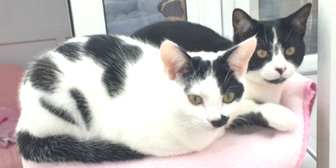 Ebony & Sparky from National Animal Welfare Trust, Clacton-on-sea, homed through Cat Chat