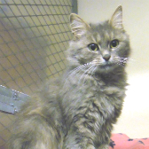  Smokey from National Animal Welfare Trust, Thurrock, homed through Cat Chat