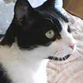 Timmy, from Thingwall Cat Rescue, The Wirral, Birmingham, homed through Cat Chat