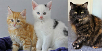 Amber, Bowie & Millie, from Anim-mates, Sevenoaks, homed through Cat Chat