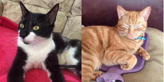 Hope & Dexter, from Cool Cats at Mitzi's Kitty Corner, Totnes, homed through Cat Chat
