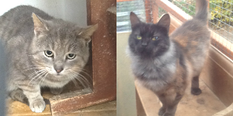 Charcoal & Peggy from Grendon Cat Shelter, Atherstone, homed through Cat Chat