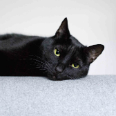 Little Black from Stokey Cats and Dogs, Hackney, homed through Cat Chat