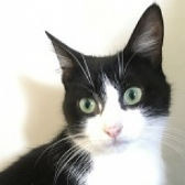 Mummy Cat, from Cat Rehoming, Stratford upon Avon, homed through Cat Chat