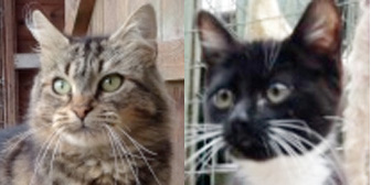 Bubbles & Teddy, from Maesteg Animal Welfare Society, Bridgend, homed through Cat Chat