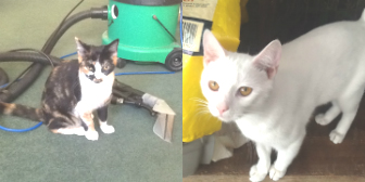 Aryia, Moritz, Chalky & Cody from Grendon Cat Shelter, Atherstone, homed through Cat Chat