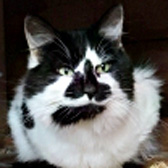 Cookie, from Lucky Cat Rescue, Skegness, homed through Cat Chat
