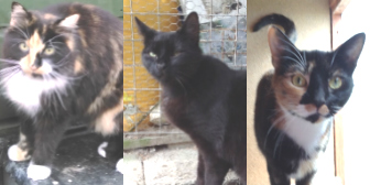 Daisy, Princess Leia & Woody from Maesteg Animal Welfare Society, Bridgend, homed through Cat Chat