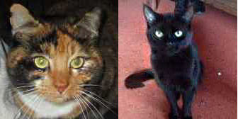 Bella & Marley, from Furry Friends Animal Rescue, Coulsdon, homed through Cat Chat