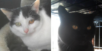 Momo & Sooty from Animal Concern Cumbria - North Lakes and Solway, Carlisle, homed through Cat Chat