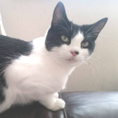 Tinkerbell from Purrs Cat Rescue, Hornchurch, homed through Cat Chat