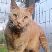 Freddie, from Burton Joyce Cat Rescue, Nottingham homed through Cat Chat