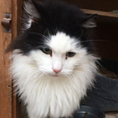 Gemini, from Kirkby Cats Home, Nottingham, homed through Cat Chat