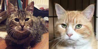 Kane & Guinness, from HappyCats Rescue, Bordon, homed through Cat Chat