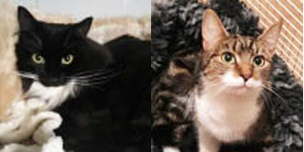 Molly, Tyska, Jack & Misty, from All Animal Rescue, Southampton, homed through Cat Chat
