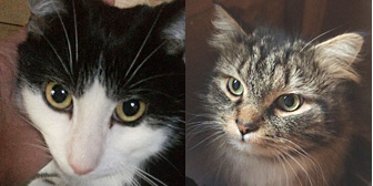 Rowen, Anna and more, from Burton Joyce Cat Welfare, Nottingham, homed through Cat Chat