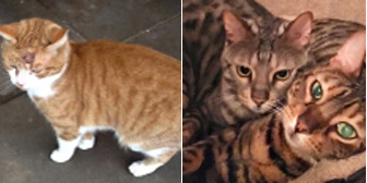 MARTY, ROSE, RUPERT, HENRY and MAXIMUS, from Grendon Cat Shelter, Atherstone, homed through Cat Chat