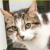 Sam, from Maesteg Animal Welfare Society, Bridgend homed through Cat Chat