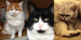 Toby, Felix, Snowbell, Clarence and Bracken, from Grendon Cat Shelter, Atherstone, homed through Cat Chat