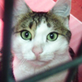 Ziggy, from Paws and Claws, Hassocks, homed through Cat Chat