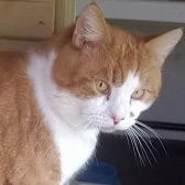 Archie, from Torquay & District Cats Protection, Torquay, homed through Cat Chat