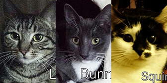 Lily, Bunny and Squirrel, from Rugeley Cats Society, Rugeley, homed through Cat Chat